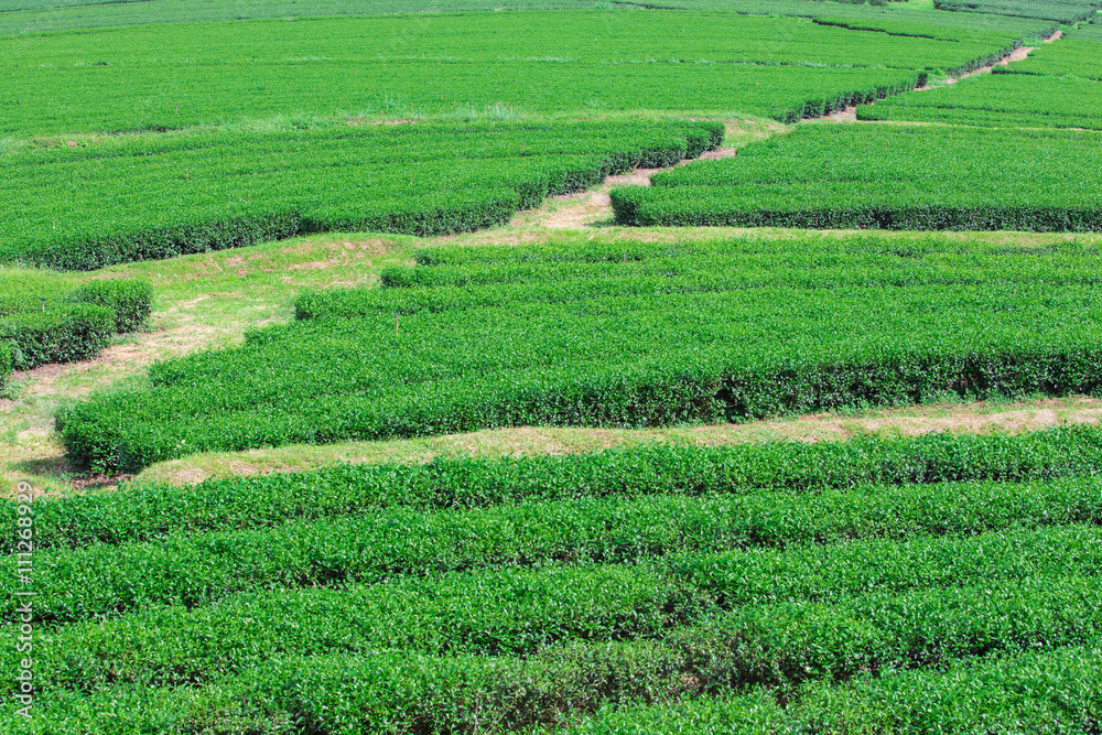 Landscape of the tea plantations