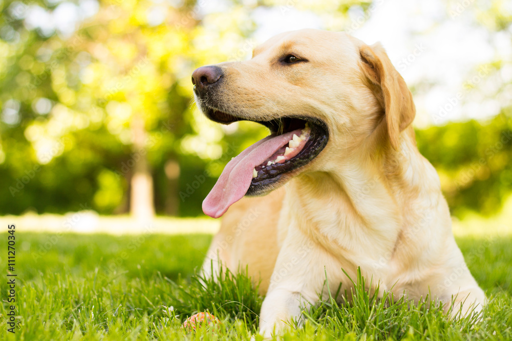 Yellow Labrador dog in the park Yellow Labrador dog in the park