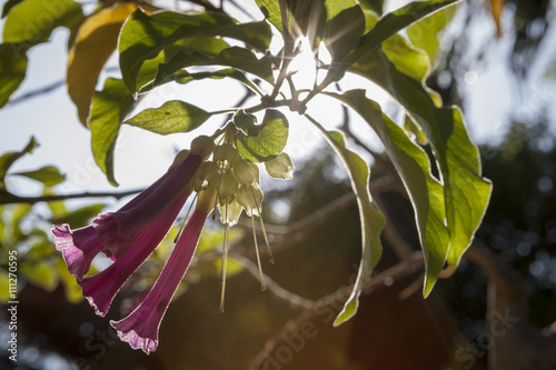 Plants in a park in Barcelona. Iochroma cyaneum, a flowering bush originally from Ecuador photo