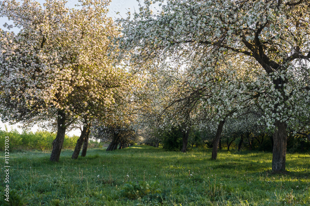 Fototapeta premium kwitnący sad