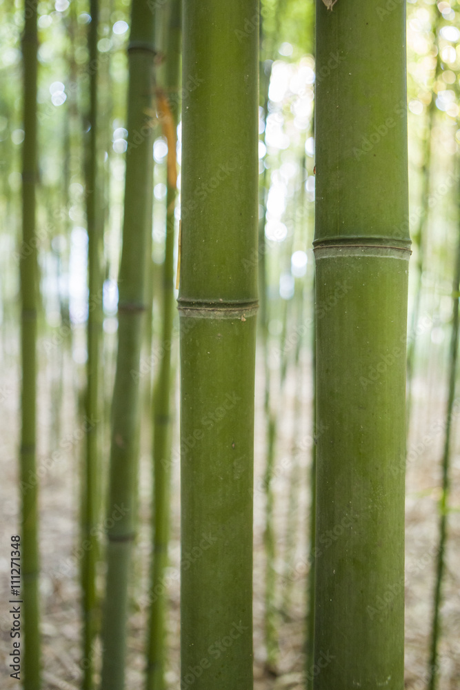 Plants in a park in Barcelona. Bamboos Plants in a park in Barcelona. Bamboos