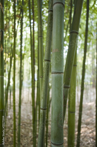 Plants in a park in Barcelona. Bamboos