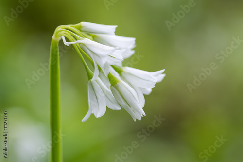 Three-cornered garlic (Allium triquetrum) in flower from side. Drooping, bell-shaped flowers of plant in the family Amaryllidaceae, seen in profile