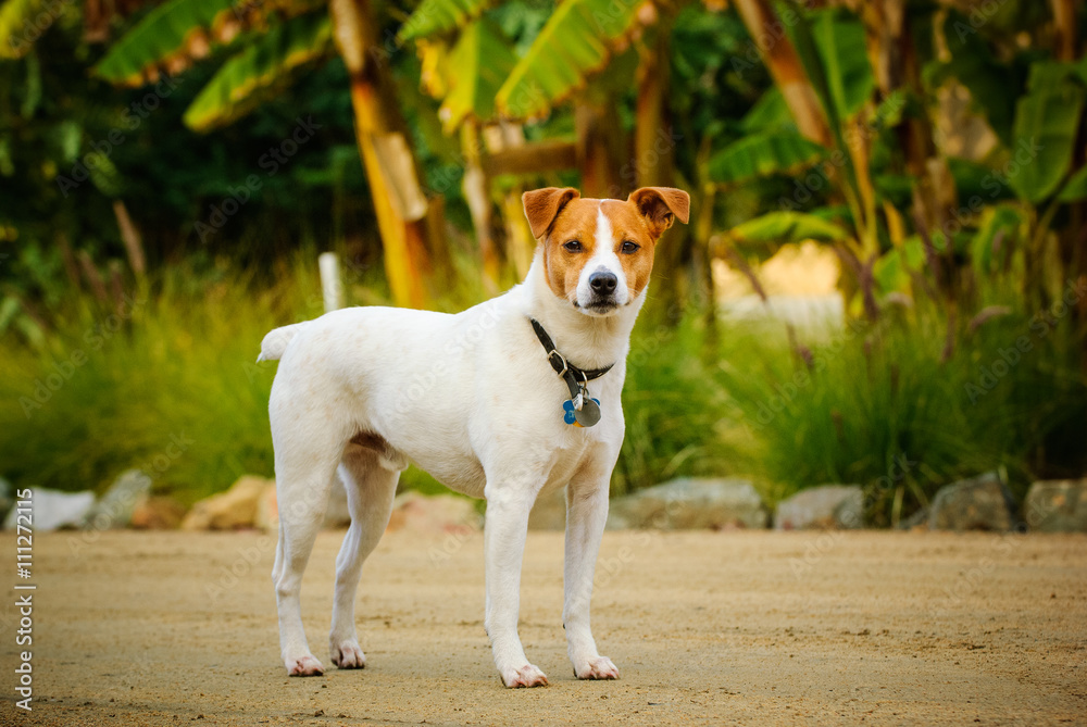 Jack Russell Terrier standing in front of tropical garden