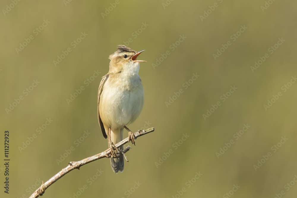 Fototapeta premium Sedge Warbler, Acrocephalus schoenobaenus, singing