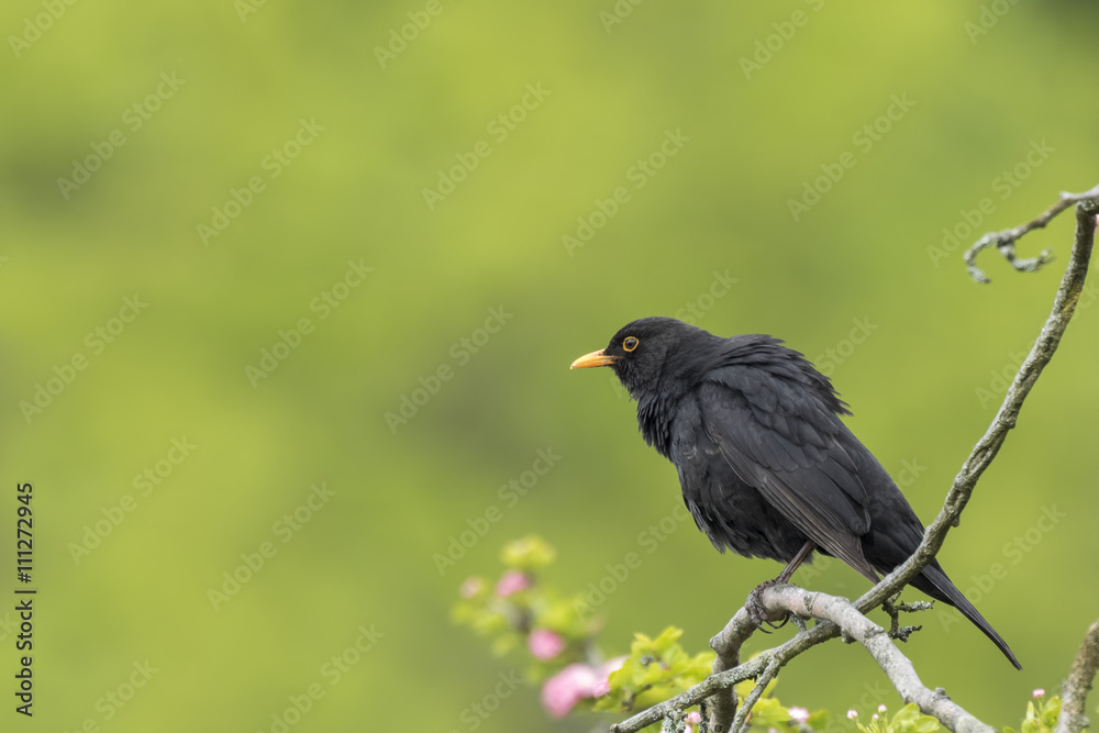 Blackbird (turdus merula) singing in a tree Blackbird (turdus merula) singing in a tree