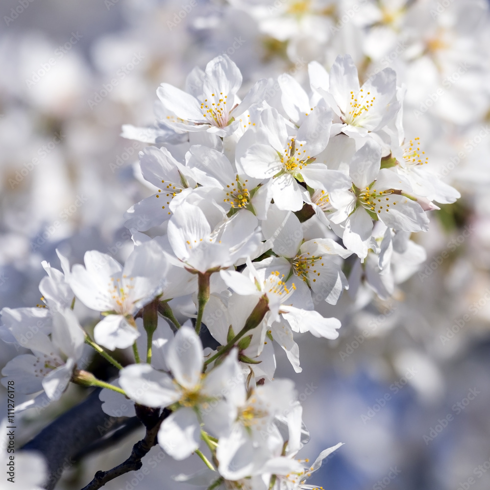 Fototapeta premium Close up of Cherry Blossom branch in full bloom with white flowers