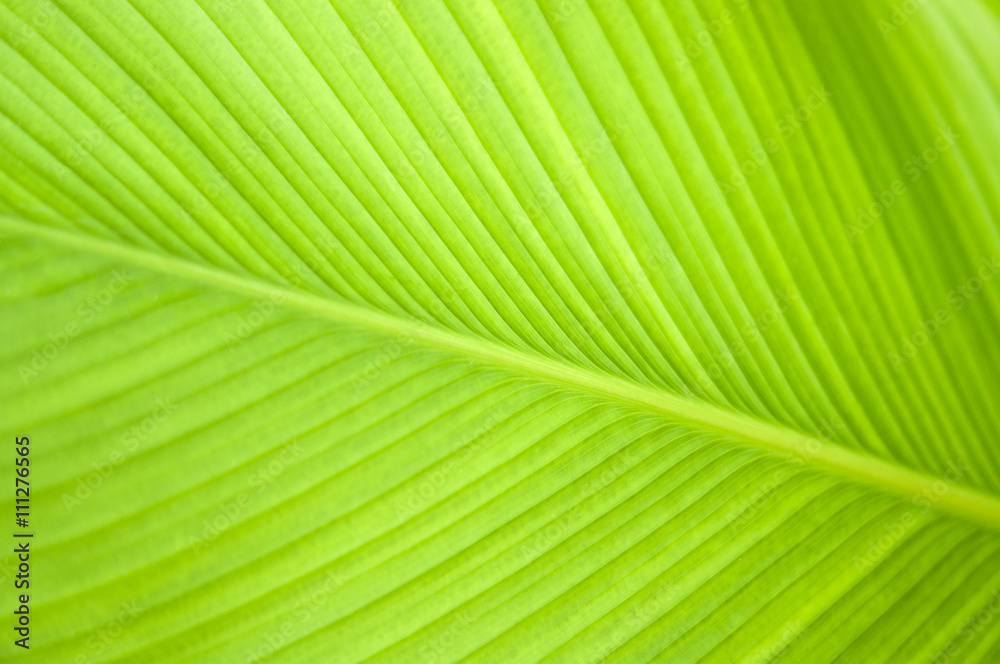 Banana leaf Banana leaf