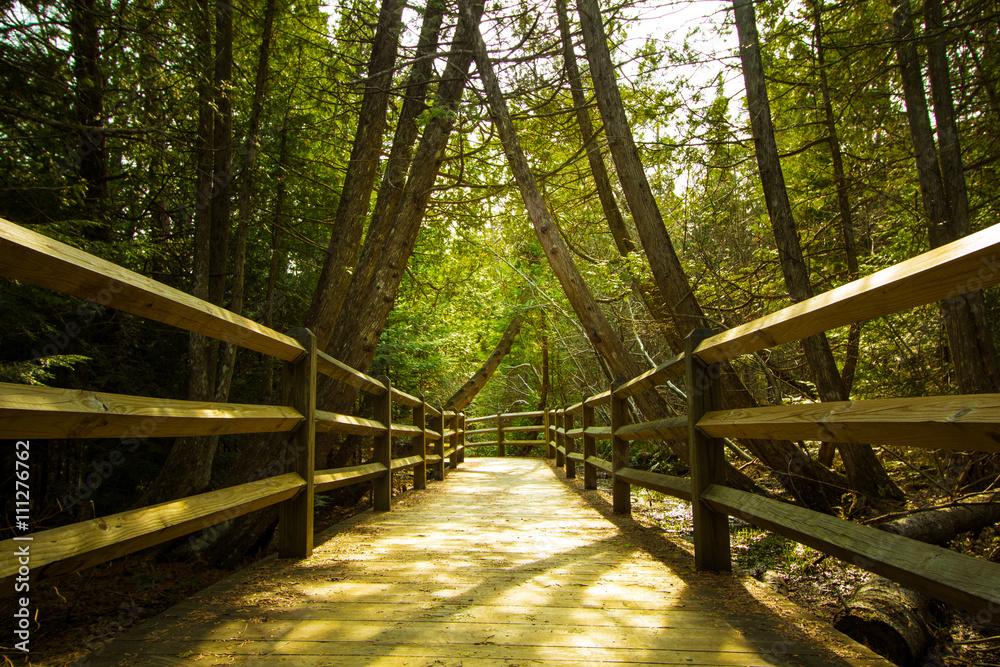 Nature Walk In The Woods. Boardwalk trail winds through the forest on the North Country Trail in Tahquamenon Falls State Park in northern Michigan.