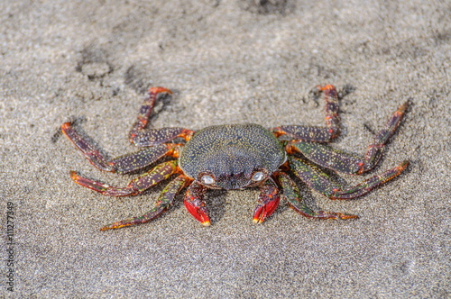 Crab sitting on the sand