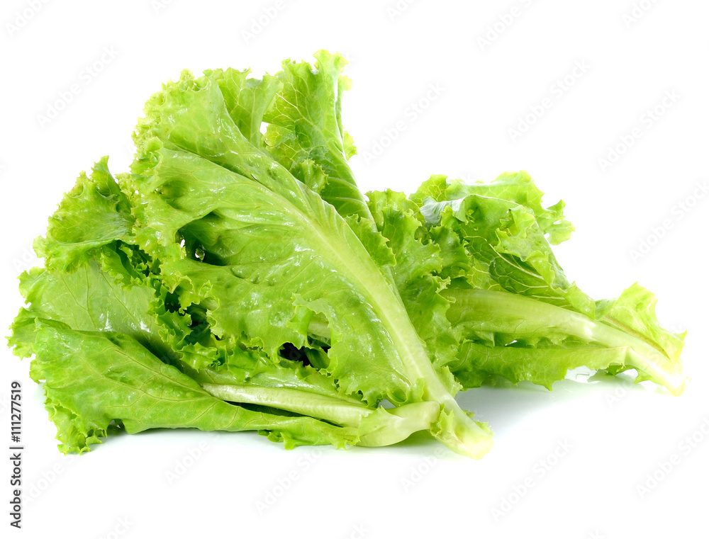 Lettuce leaf on white back ground Lettuce leaf on white back ground