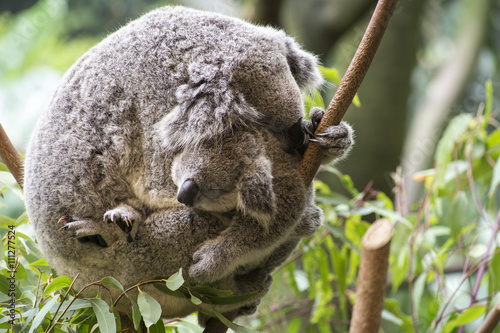 Mother and joey koala cuddling