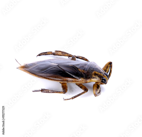 Giant water bugs on white background
