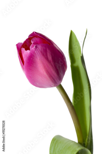 single pink tulips