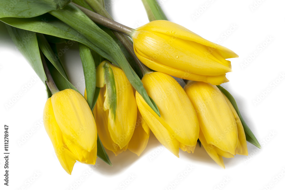 fresh yellow tulips