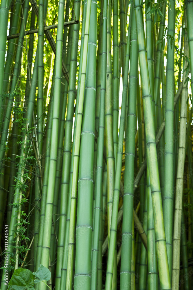 Lush green bamboo Lush green bamboo