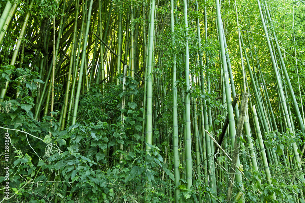 Lush green bamboo Lush green bamboo
