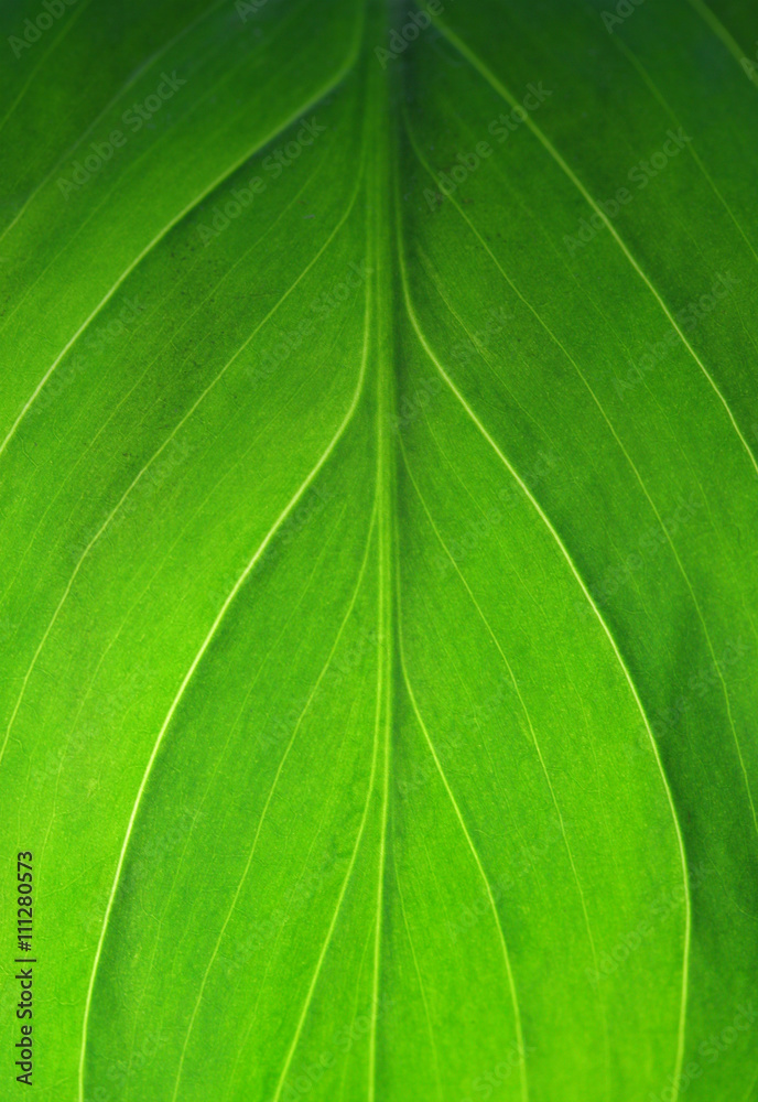 Fresh green leaves Fresh green leaves