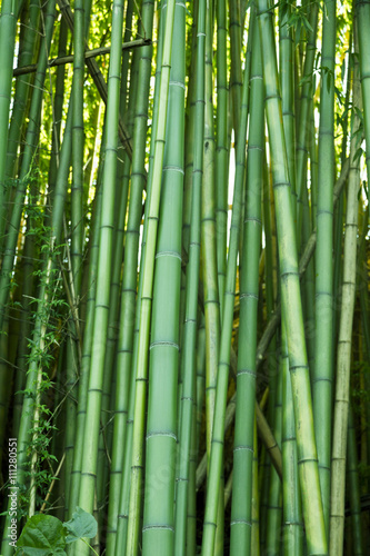 Bujny zielony bambus