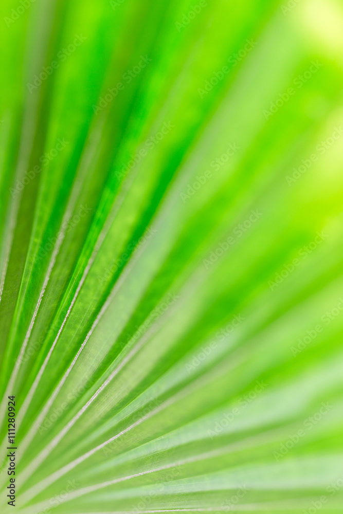 Abstract image of fresh green palm leaf for background. Abstract image of fresh green palm leaf for background.