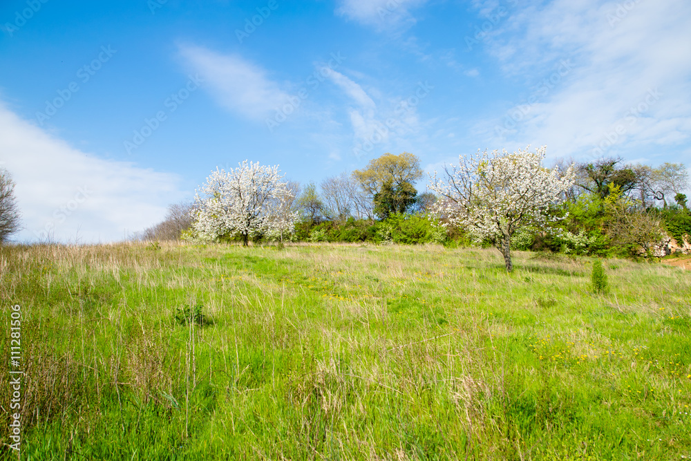 Cherry Blossoms on the Italian hills in spring. Cherry Blossoms on the Italian hills in spring.
