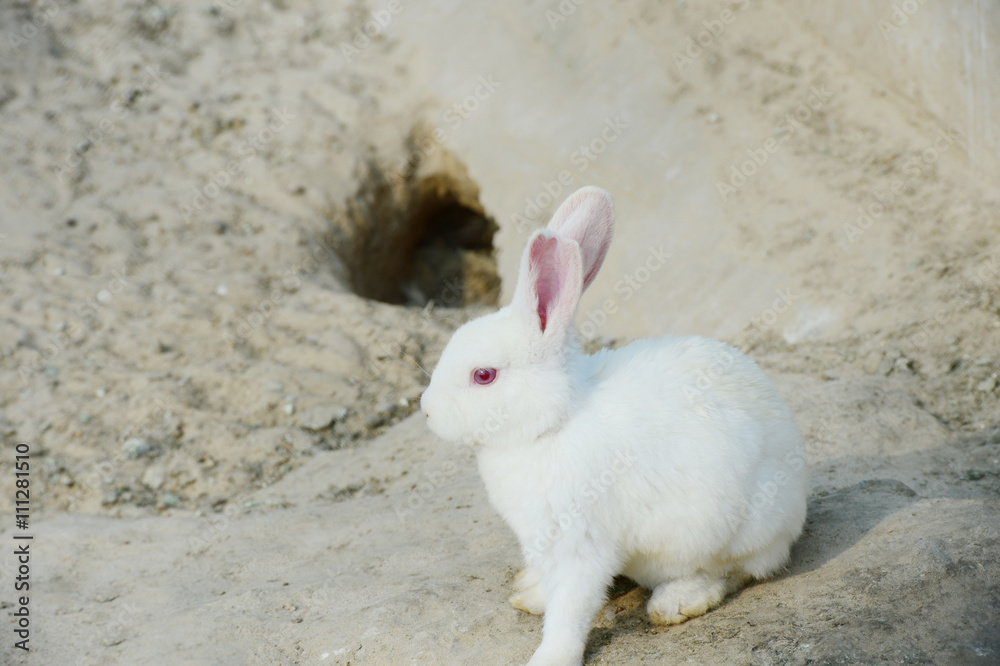 The white rabbit The white rabbit
