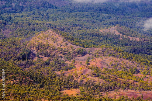 Pine forests  view from Teide Volcano in Tenerife  Spain