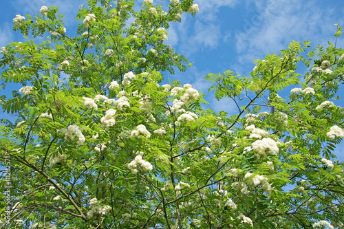 Blühende Eberesche, Sorbus aucuparia, Vogelbeerbaum photo