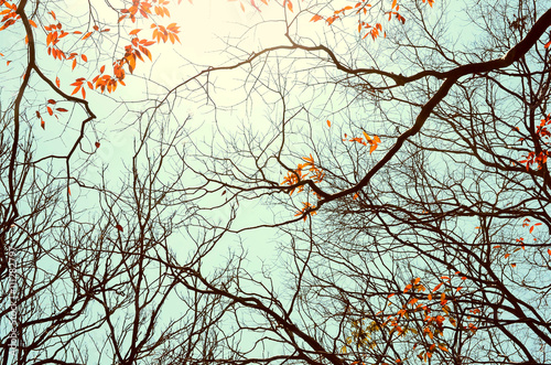 Autumn tree branch background.