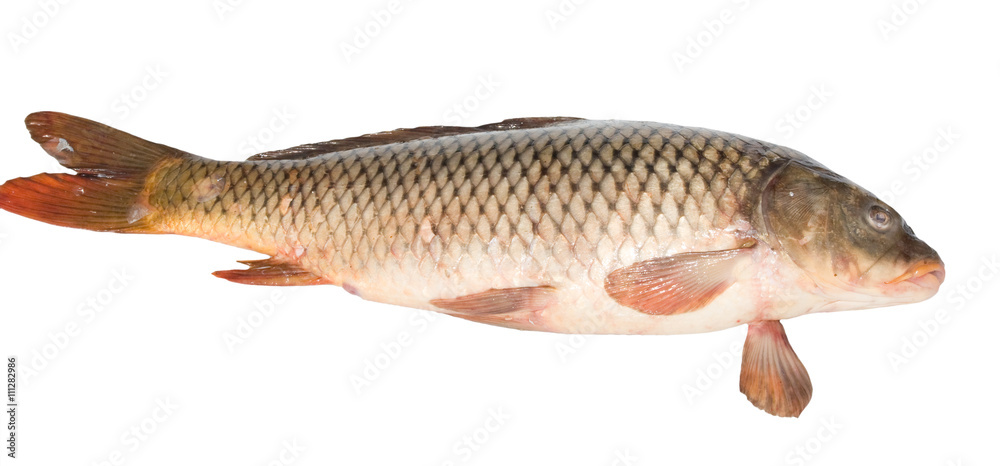Raw fish carp isolated on white background Raw fish carp isolated on white background