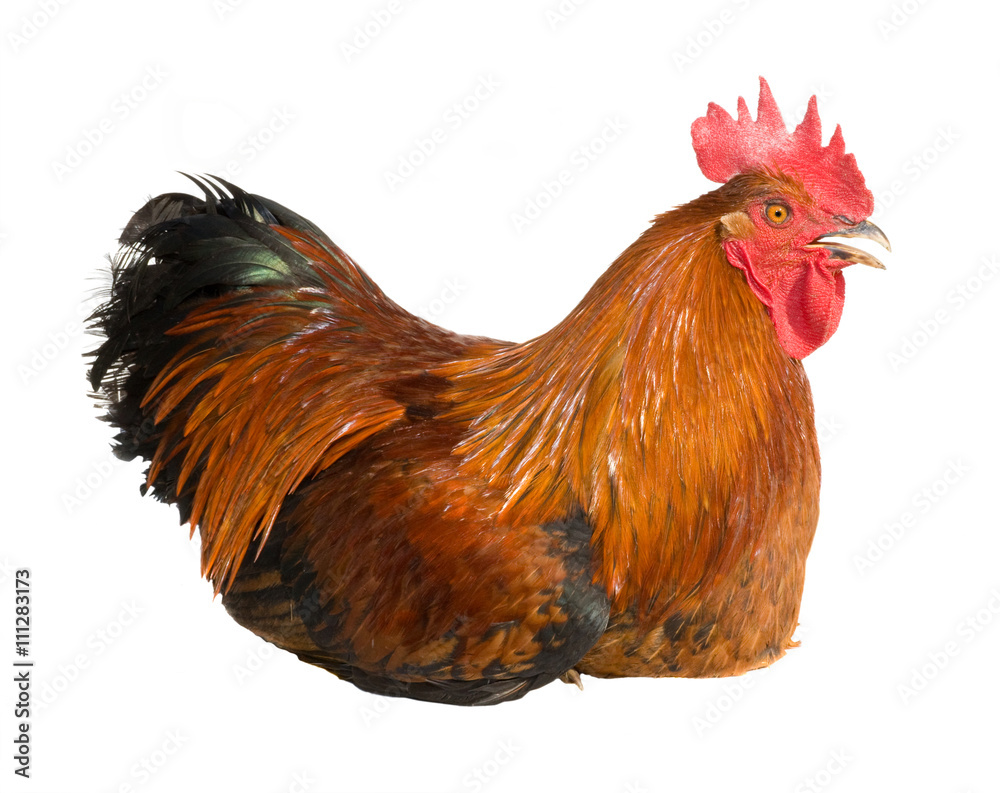 Fototapeta premium Rooster isolated on white background