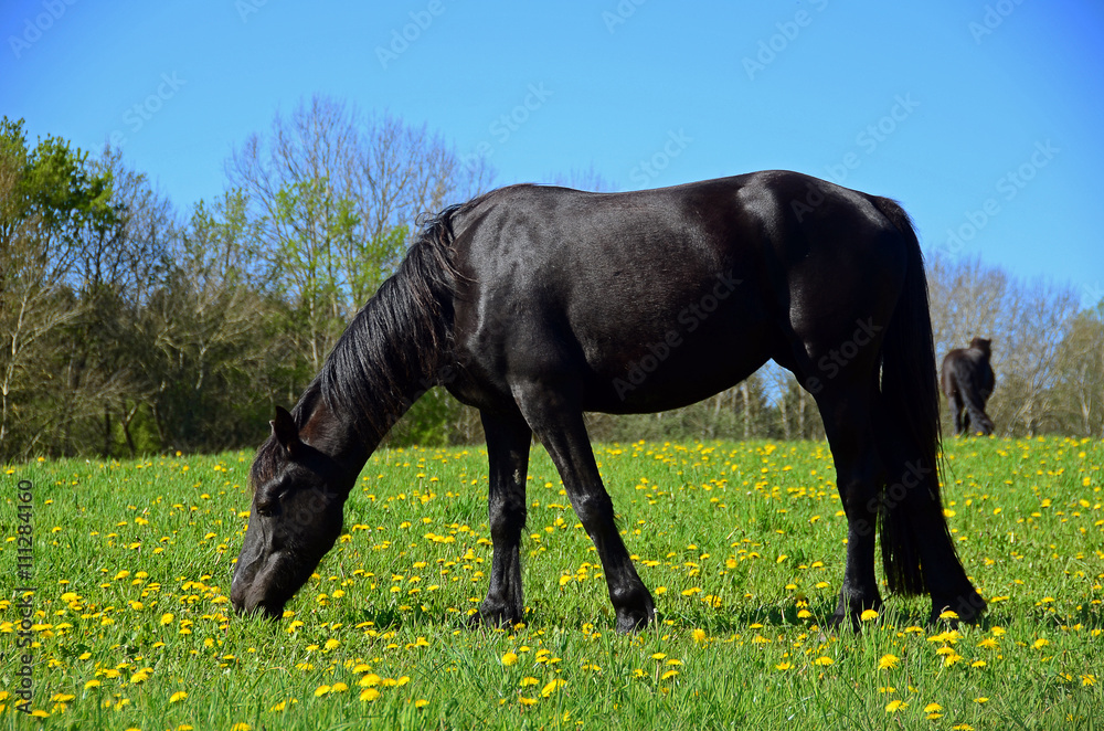 schwarzes Pferd grast auf einer Löwenzahnwiese schwarzes Pferd grast auf einer Löwenzahnwiese