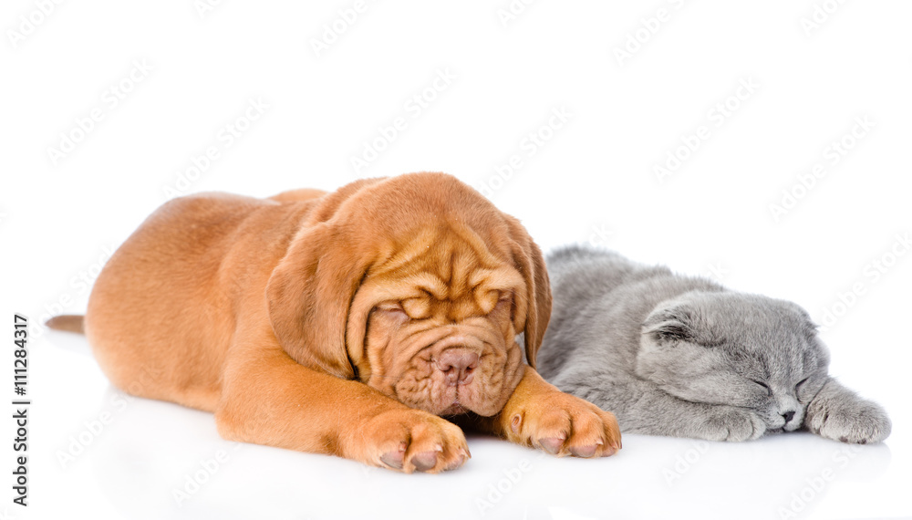 Bordeaux puppy sleep with gray cat. isolated on white background Bordeaux puppy sleep with gray cat. isolated on white background