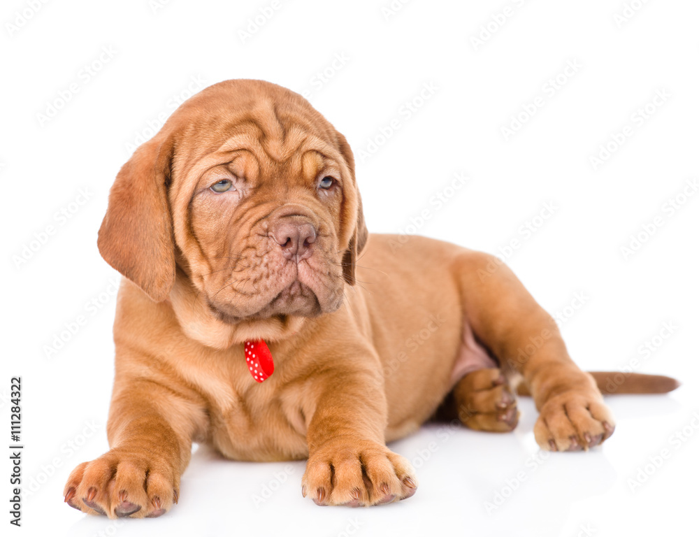 Bordeaux puppy dog lying. isolated on white background Bordeaux puppy dog lying. isolated on white background