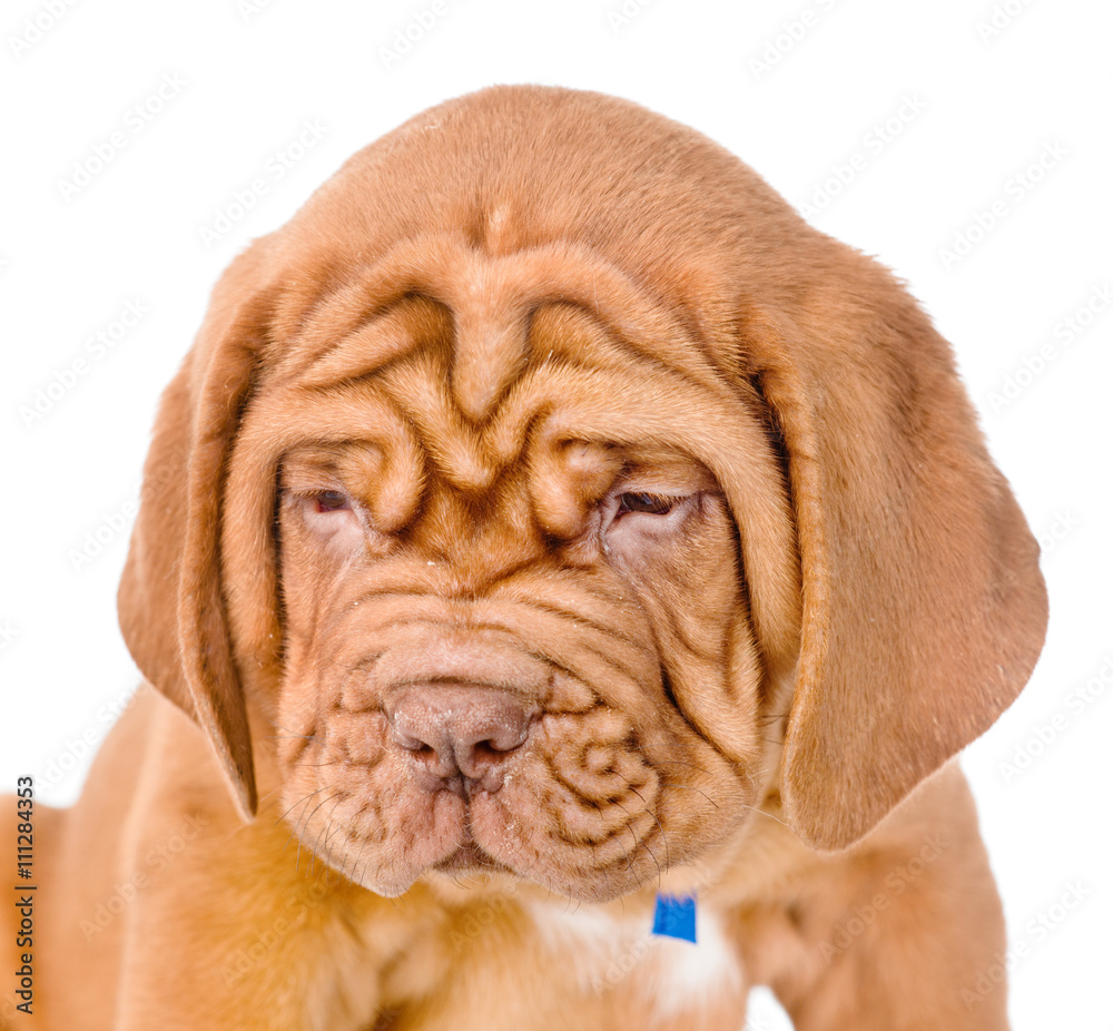 Portrait of a Bordeaux puppy closeup. isolated on white backgrou Portrait of a Bordeaux puppy closeup. isolated on white backgrou