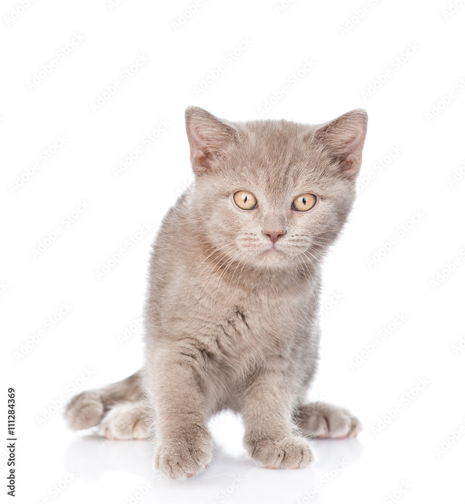 Portrait young gray cat. isolated on white background