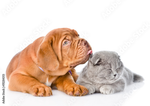 Bordeaux puppy licking cat. isolated on white background