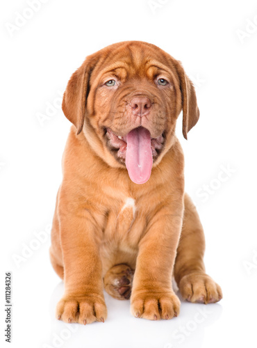 Bordeaux puppy dog with open mouth sitting in front view. isolat
