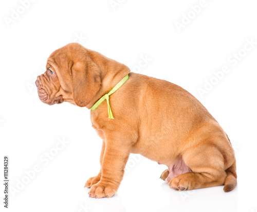 Portrait of a Bordeaux puppy dog in profile. isolated on white b