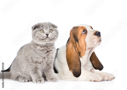 Fototapeta Naklejka Na Ścianę i Meble -  Gray kitten and basset hound puppy looking up. isolated on white