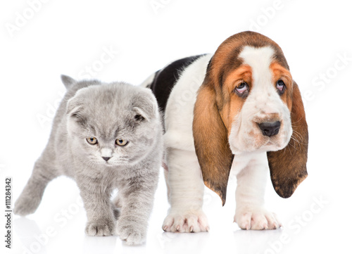 Gray kitten standing with basset hound puppy. isolated on white