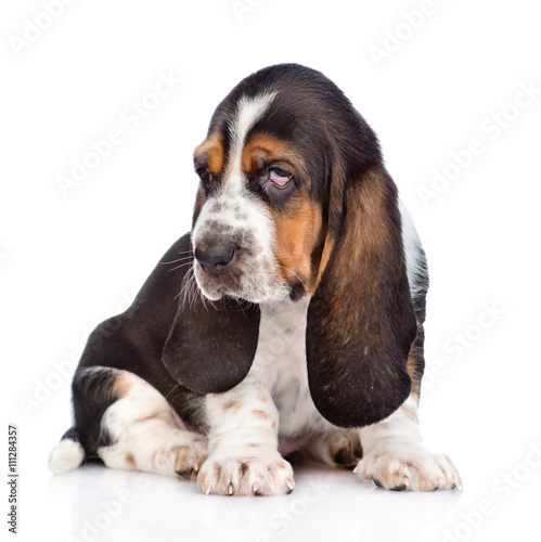 Tiny basset hound puppy looking away. isolated on white backgrou © Ermolaev Alexandr