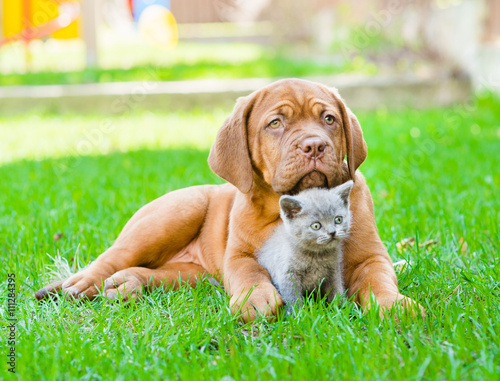 Bordeaux puppy dog embracing cute kitten on green grass