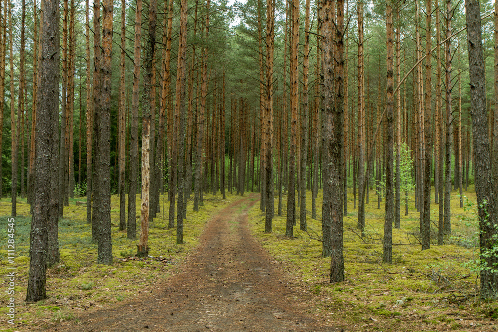 Obraz premium Small path through the woods