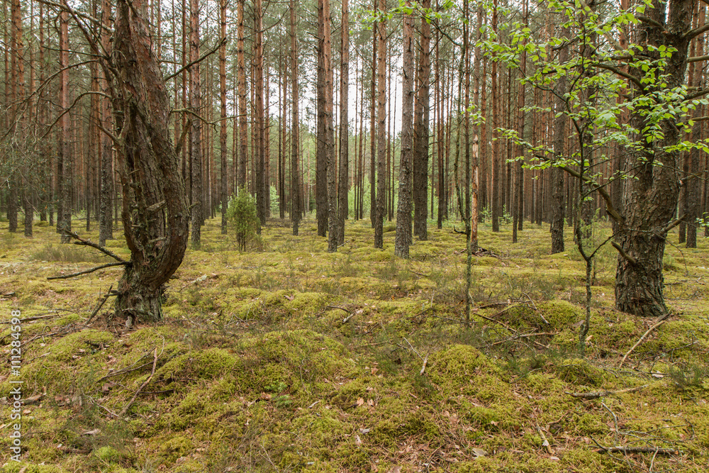 Big forest Big forest