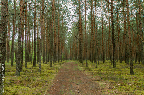 The trail through woods