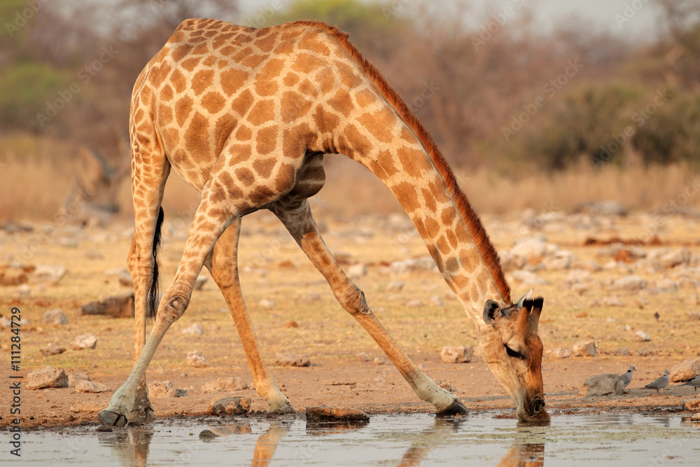 Naklejka premium Giraffe drinking water