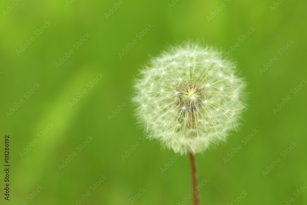 Beautiful spring dandelion flower outdoors, close up Beautiful spring dandelion flower outdoors, close up