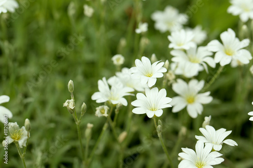 Beautiful white spring flowers on outdoors