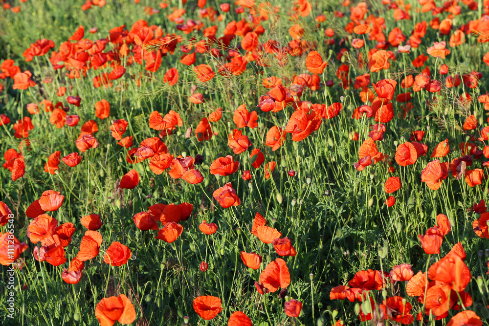 Red poppy flowers field, close up